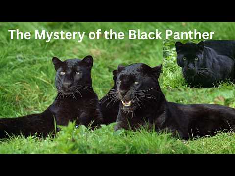 The Mystery of the Black Panther