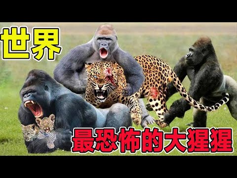 盤點世界上最恐怖的大猩猩！ 你知道大猩猩有多恐怖嗎？ 你看過一拳可以輕鬆打死獅子的大猩猩嗎？ 【黑土日記】