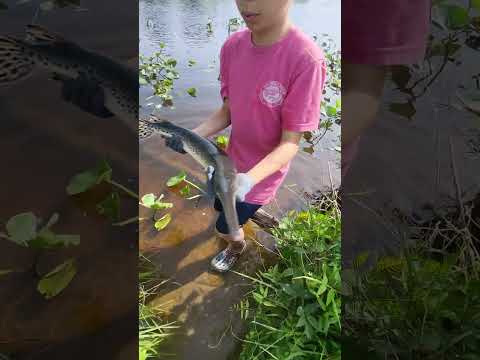 longnose gar